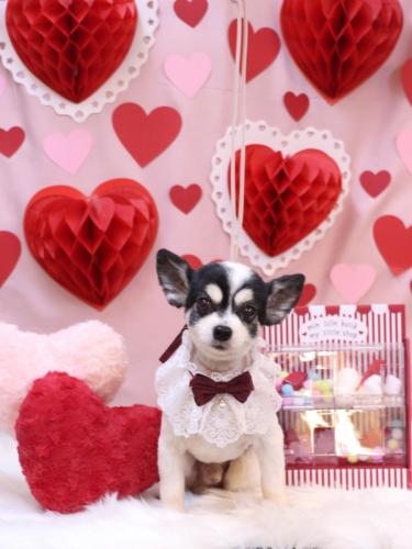 20240207ロミオくん